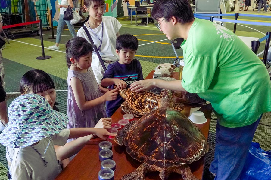【理科】ウミガメのひみつ